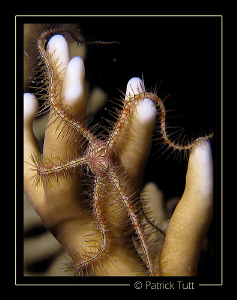Nigth dive in Marsa Shagra - Egypt - Canon S90 with hand ... by Patrick Tutt 
